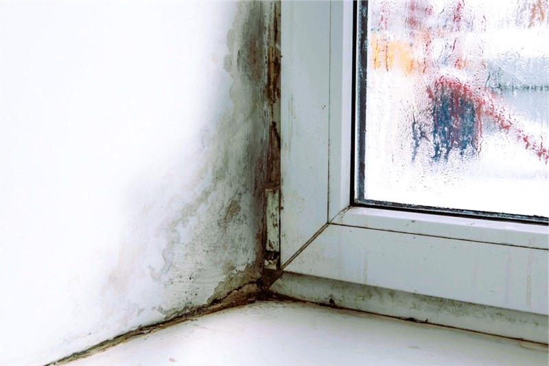 Preventing Mold Growth